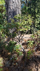 Comarostaphylis discolor