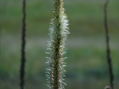 Kniphofia multiflora