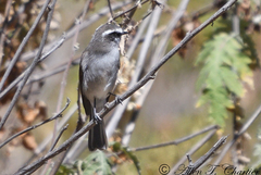 Ochthoeca leucophrys