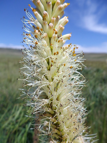 Image of Kniphofia multiflora by (c) Gerhard Sieburg, some rights reserved (CC BY-SA)