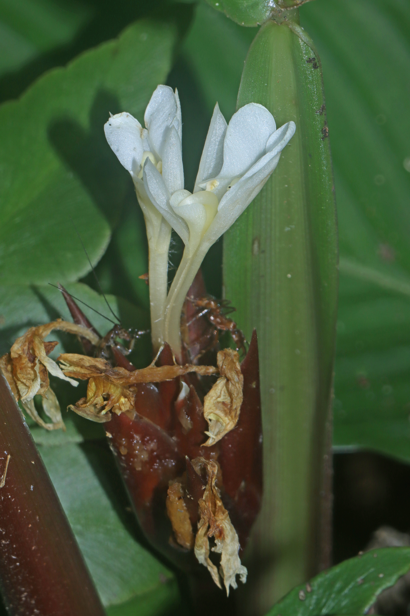 Goeppertia propinqua (Poepp. & Endl.) Borchs. & S.Suárez