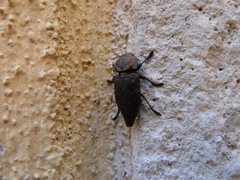 Capnodis tenebricosa