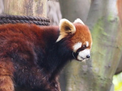Ailurus fulgens