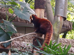 Ailurus fulgens