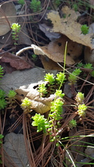 Sedum oaxacanum