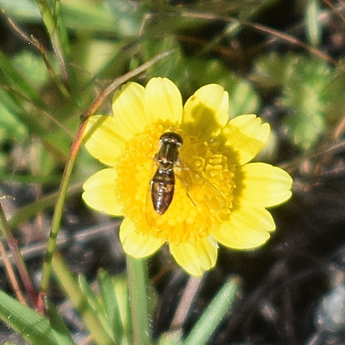 Unknown species found near Santa Teresa County Park, CA, USA