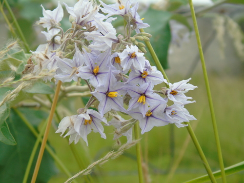 Solanum paniculatum, photograph 2