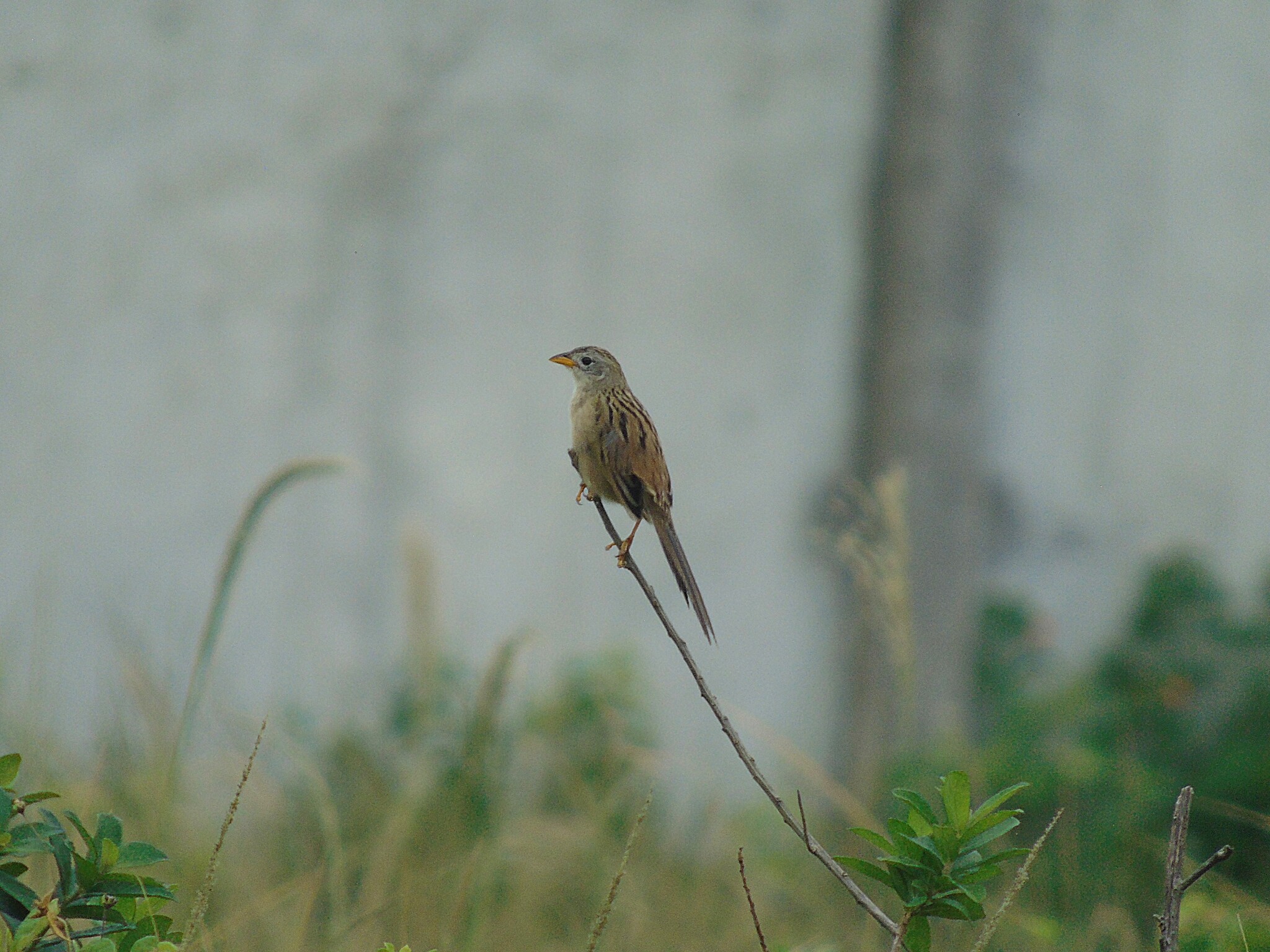 Wedge-tailed Grass Finch (Emberizoides herbicola), photo 5