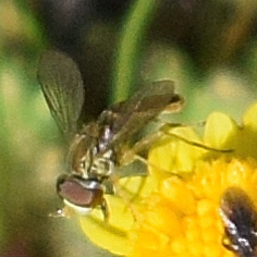 Unknown species found near Santa Teresa County Park, CA, USA