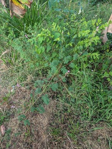 Mimosa invisa observed 2026-02-18