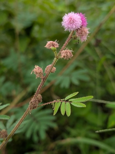 Mimosa invisa observed 2026-02-19