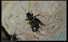 Teleogryllus mitratus