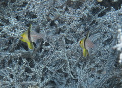 Sphaeramia nematoptera