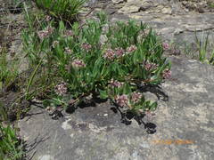 Xysmalobium parviflorum