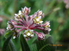 Xysmalobium parviflorum
