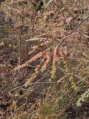 Phyllodium pulchellum