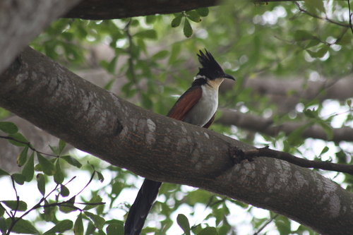Chestnut-winged Cuckoo (Clamator coromandus), photo 2