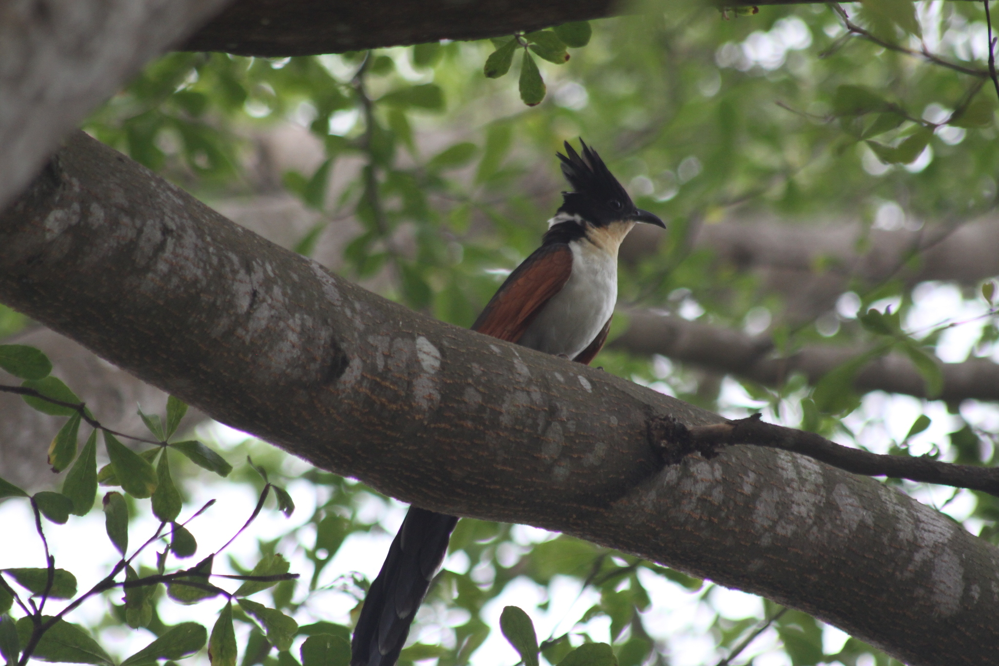 Chestnut-winged Cuckoo (Clamator coromandus), photo 2