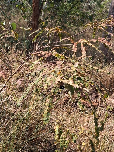 Phyllodium pulchellum, photograph 2