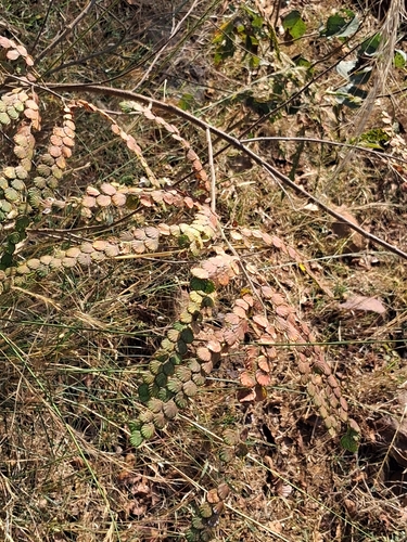 Phyllodium pulchellum, photograph 3