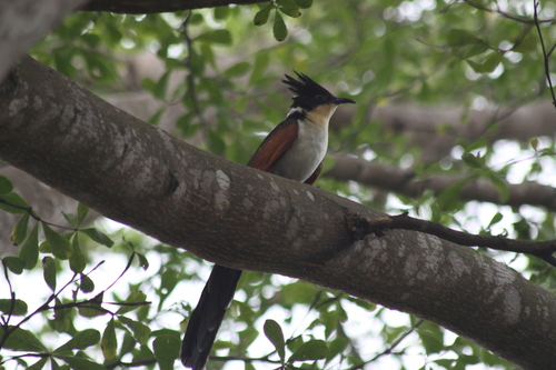 Chestnut-winged Cuckoo (Clamator coromandus)