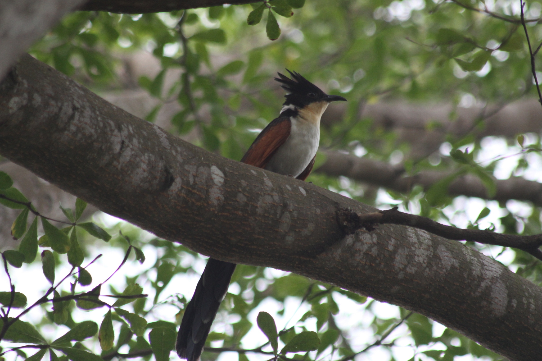 Chestnut-winged Cuckoo (Clamator coromandus), photo 1