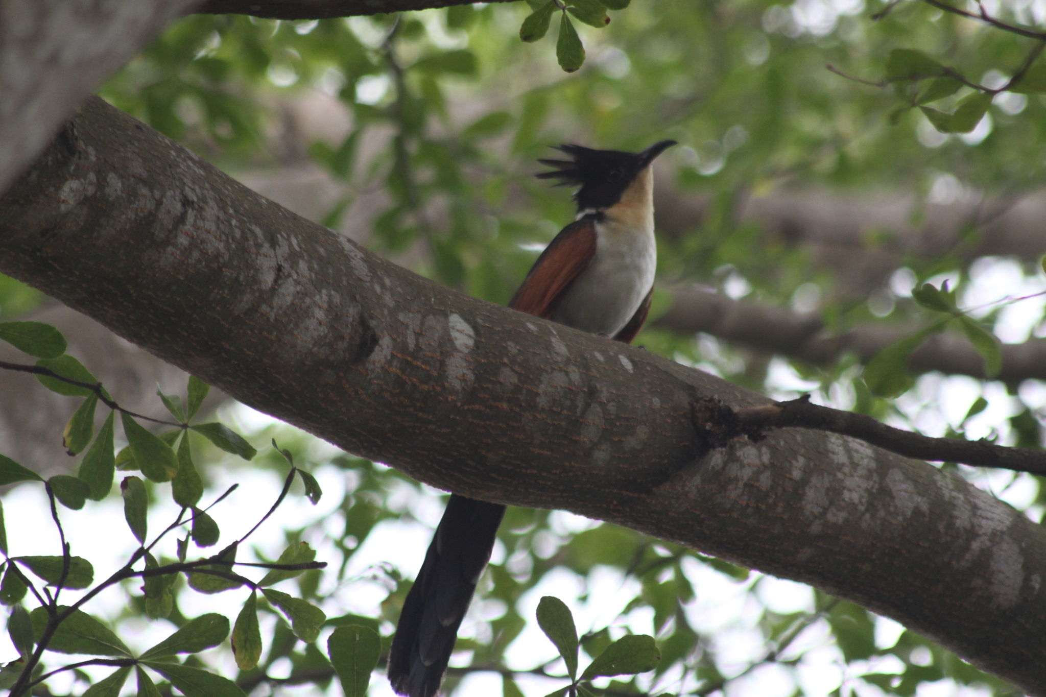 Chestnut-winged Cuckoo (Clamator coromandus), photo 6