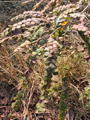 Phyllodium pulchellum, photograph 5