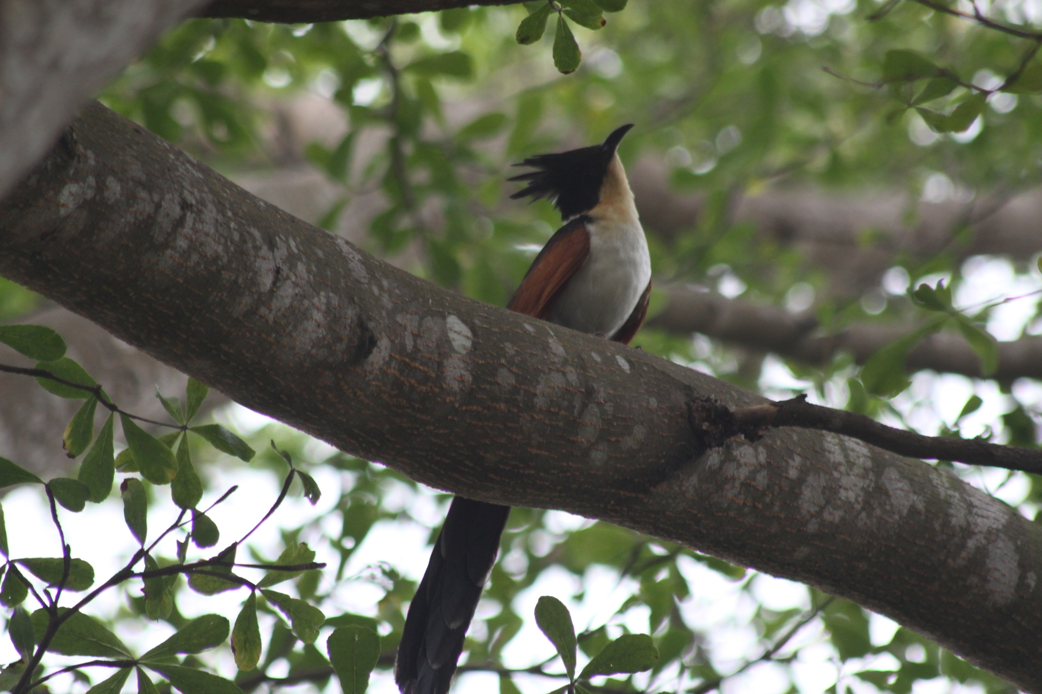 Chestnut-winged Cuckoo (Clamator coromandus), photo 7