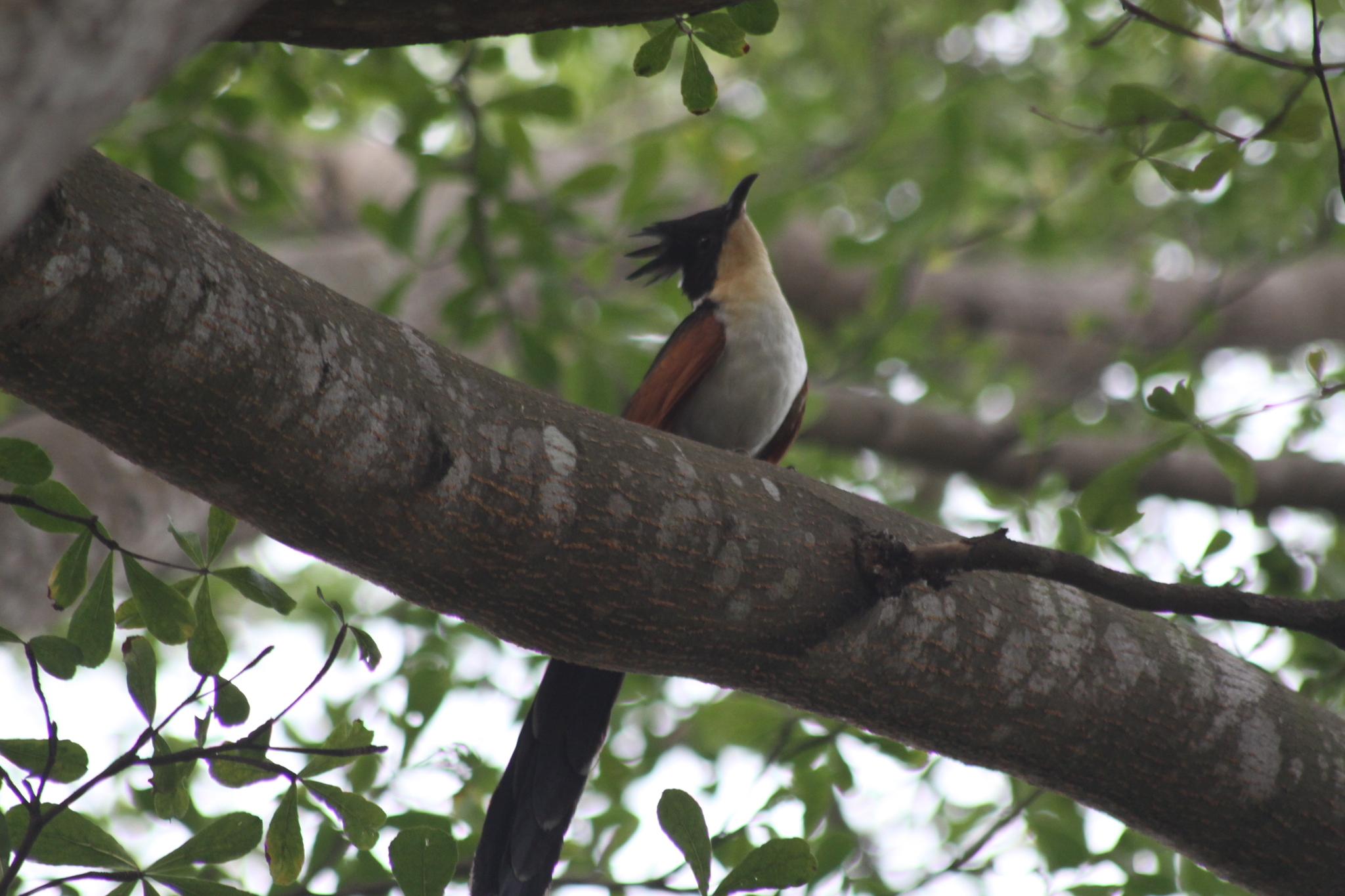 Chestnut-winged Cuckoo (Clamator coromandus), photo 8
