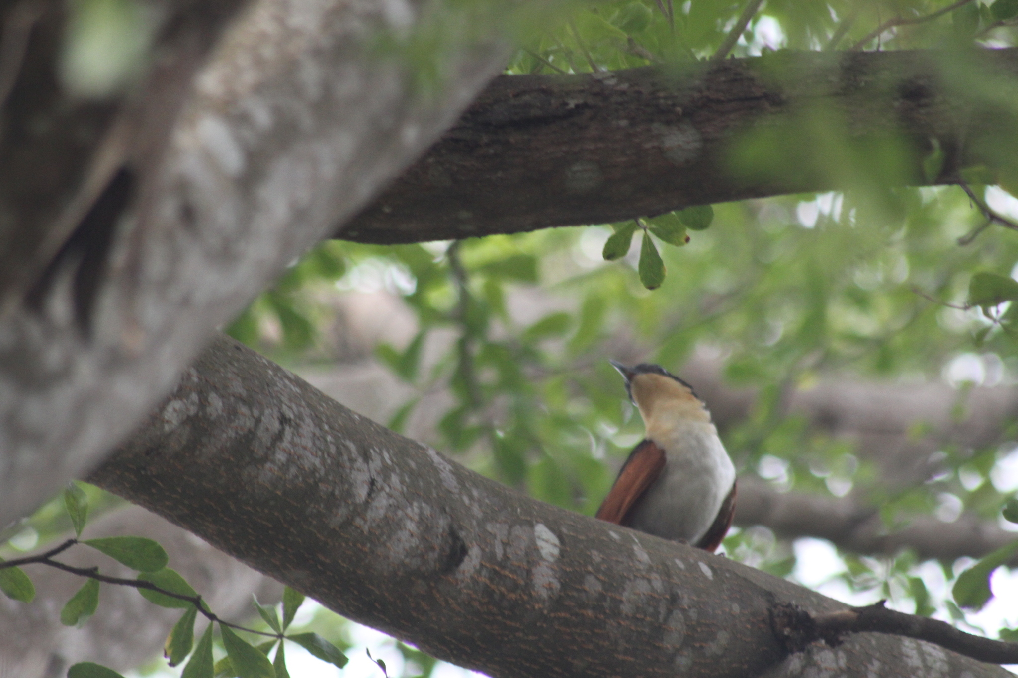 Chestnut-winged Cuckoo (Clamator coromandus), photo 9