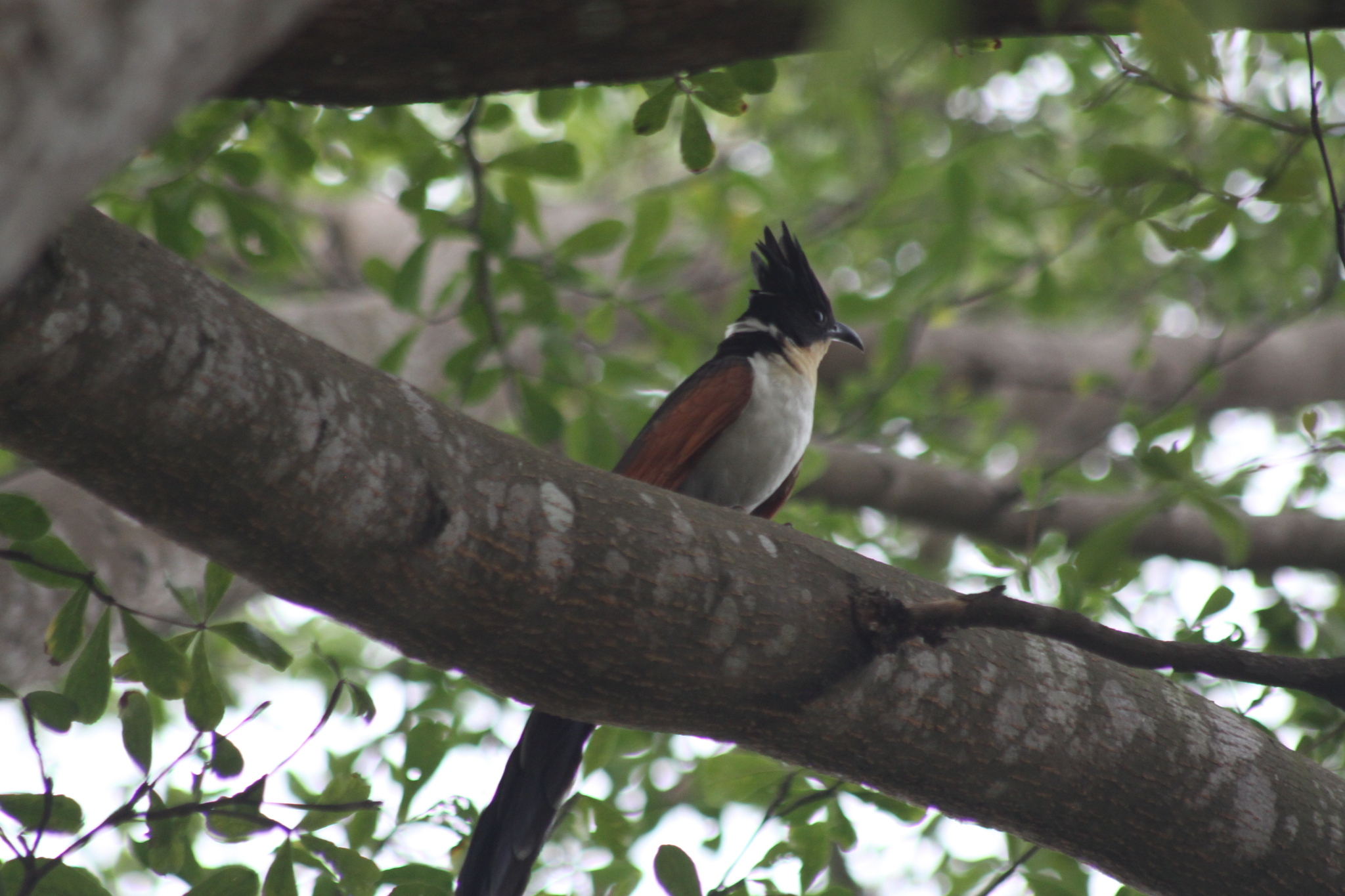 Chestnut-winged Cuckoo (Clamator coromandus), photo 10
