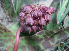 Ledebouria revoluta