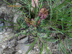 Ledebouria revoluta