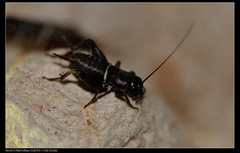 Teleogryllus mitratus