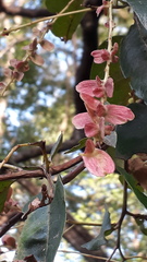 Terminalia paniculata