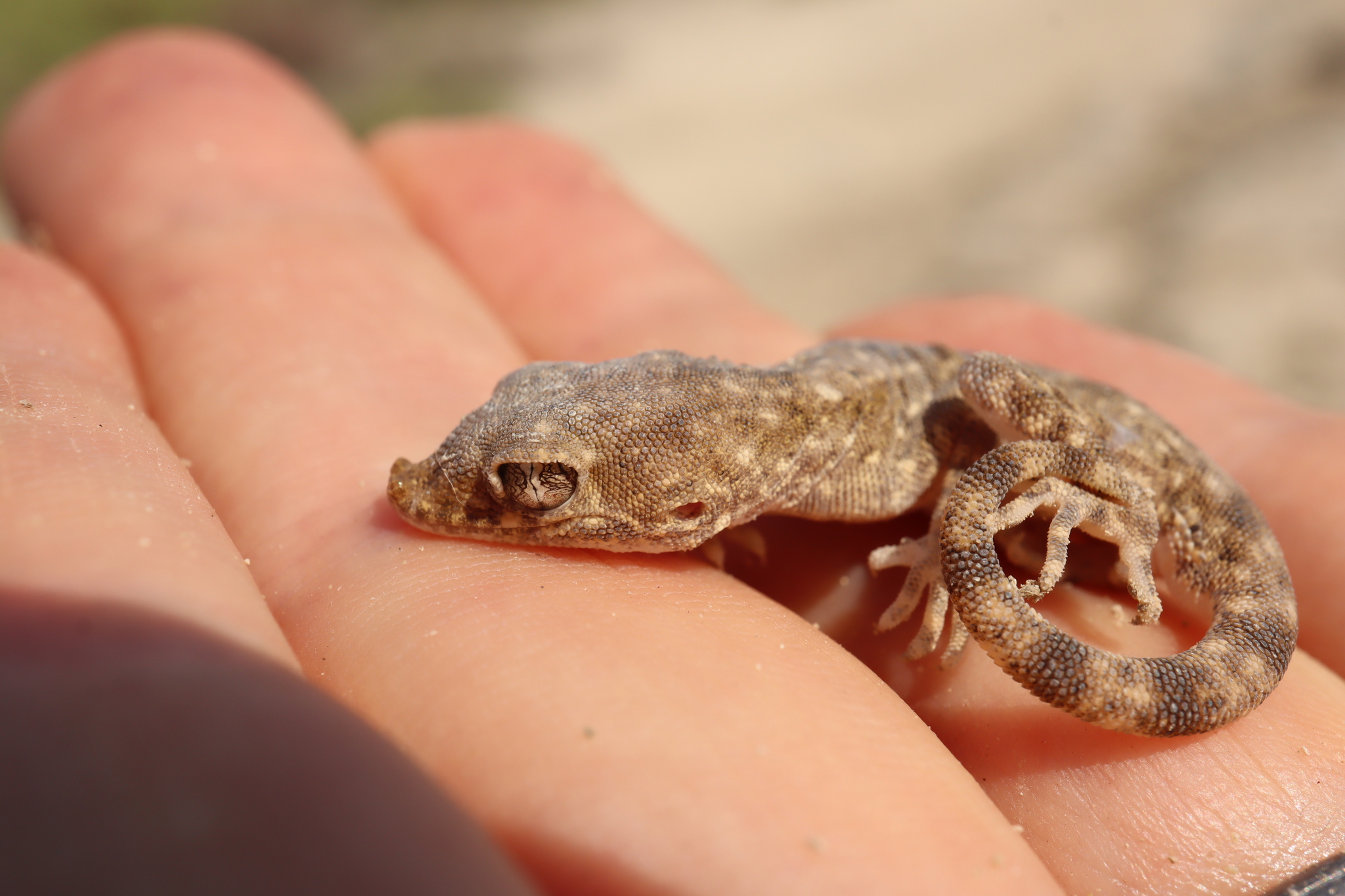 Gulf Sand Gecko photo 4