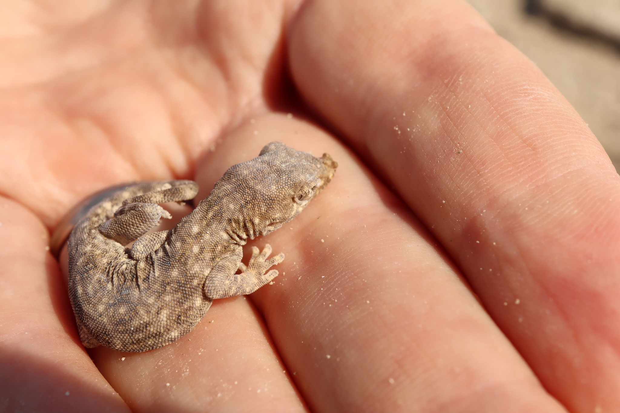 Gulf Sand Gecko photo 5