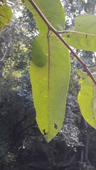 Terminalia paniculata