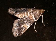 Elophila responsalis
