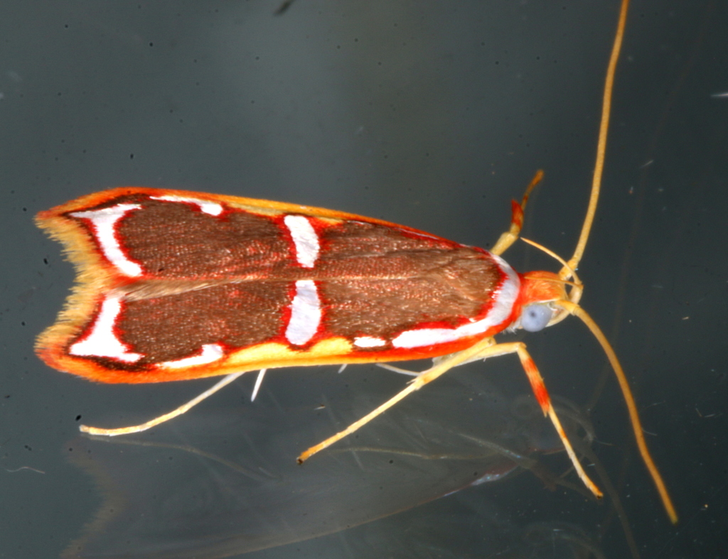 Barantola