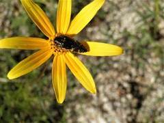 Acmaeodera flavosticta