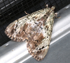 Enchesphora recurvalis