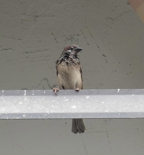 Eurasian Tree Sparrow