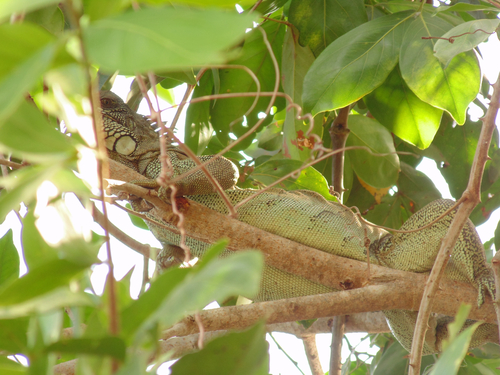 Green Iguana