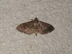 Pilocrocis