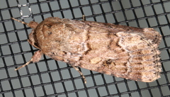 Spodoptera umbraculata