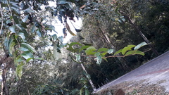 Terminalia paniculata