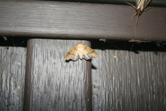 Plagodis phlogosaria