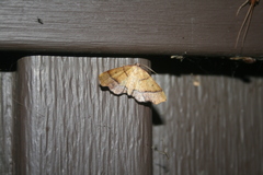 Plagodis phlogosaria